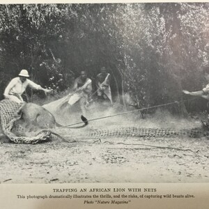 Trapping an African Lion with Nets Photo Nature Magazine 1933 black white book plate