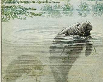 Florida Maniti Louis Agassiz Fuertes Manatee Vintage Print 1918 Wildlife Art