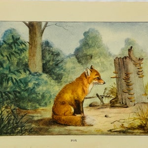 Fox COLOR Art Plate Lithograph 1926 Vintage ANIMALS McGinn Red fox