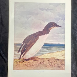 Brunnichs Murre Neltje Blanchan 1904 Art print color illustration Bird duck