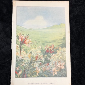 May include: A vintage botanical print featuring a landscape with a field of flowers and rolling green hills under a blue sky. The print includes the text "HONEYSUCKLE - Rhododendron nudiflorum". The flowers are in shades of pink, orange, and white.