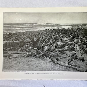 May include: A black and white photograph of a large group of marine iguanas on a beach. The iguanas are all facing the camera and are packed tightly together. The photo was taken in 1903 on Narborough Island in the Galapagos Archipelago.