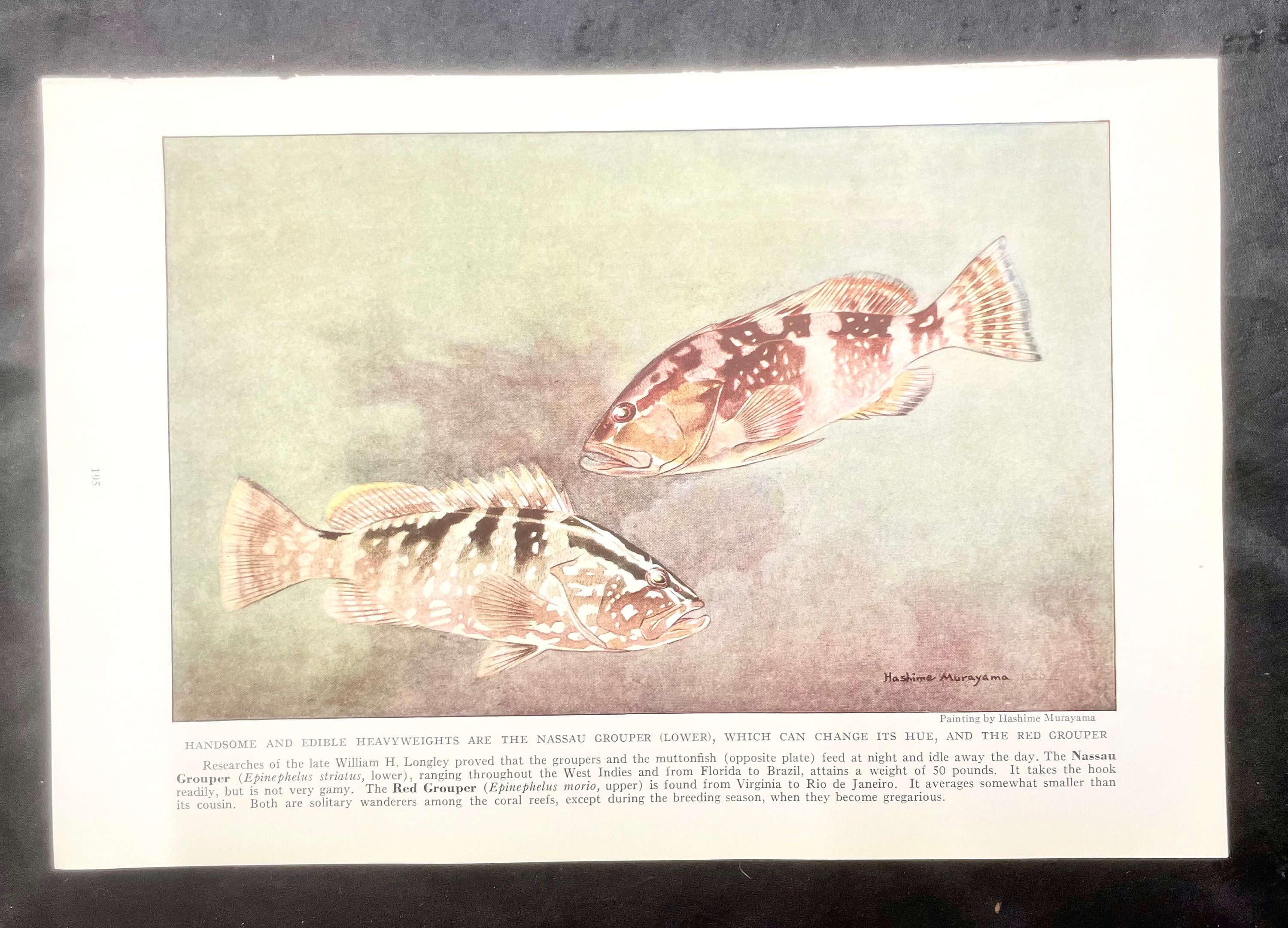 Fish Print Gag and Black Grouper Hashime Murayama 1939 Antique Art
