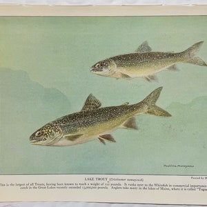 Visprint MEER Forel Hashime Murayama 1924 Antieke kunst