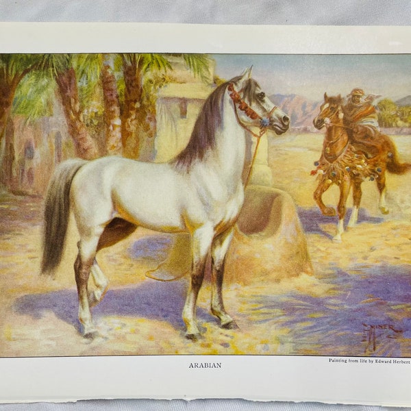 1923 Arabian Horse Edward Miner Antique Illustration Print