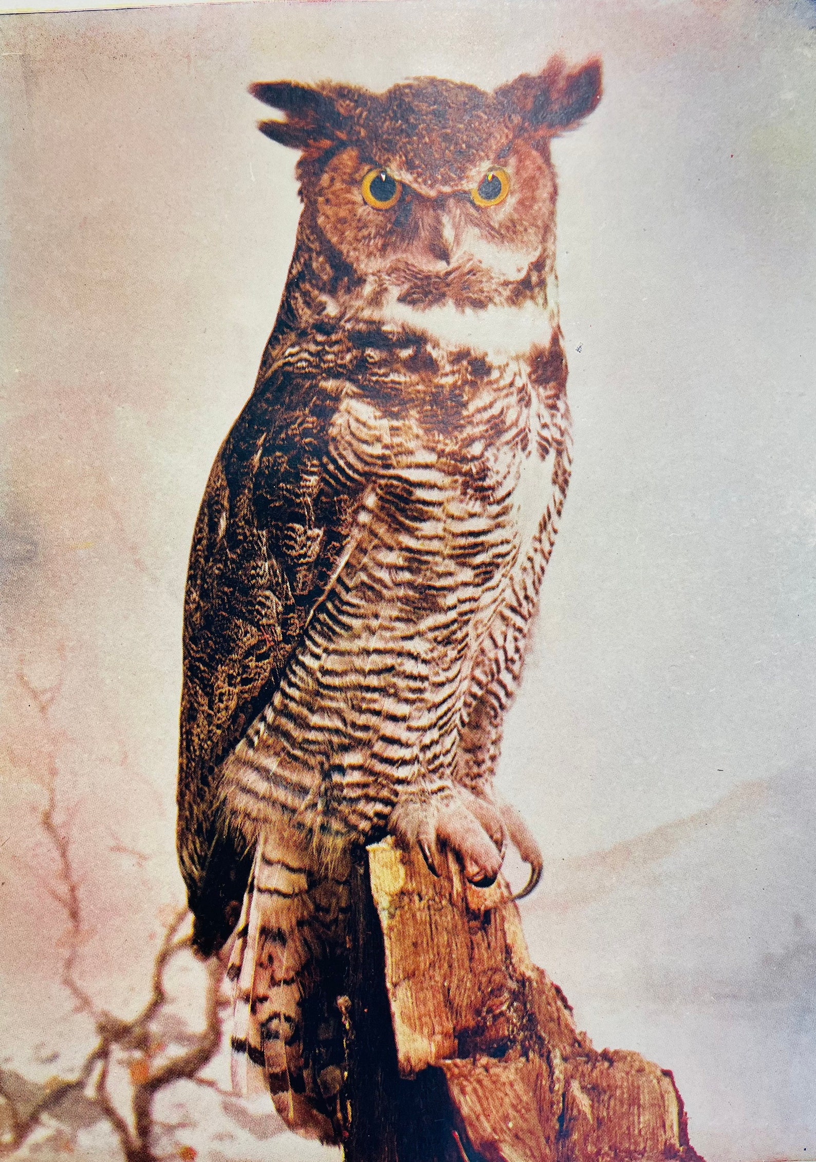Great Horned Owl Art Print, Vintage Bird Illustration by Neltje ...