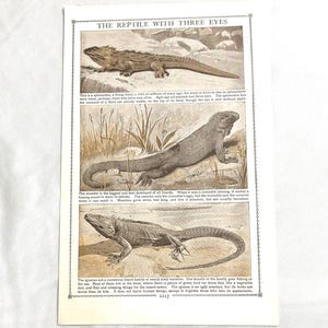 以下が含まれることがあります： 3 匹の爬虫類のイラストが描かれたヴィンテージプリント。3 つの目を持つトカゲ、オオトカゲ、イグアナが含まれています。各爬虫類の特徴と習慣を説明するテキストが含まれています。プリントは白黒です。