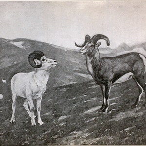 Antique Mountain Sheep Print - Carl Rungius 1904 Edition