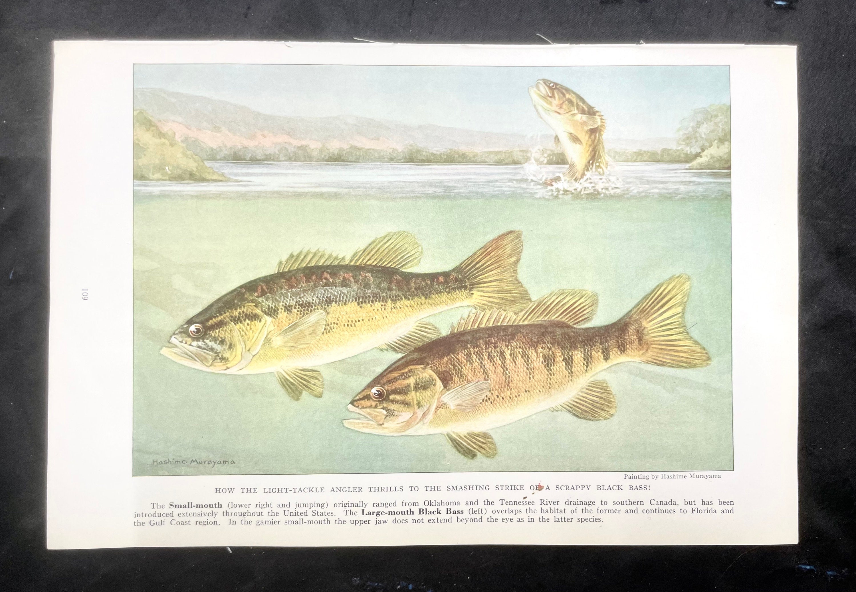 Fish Print Large & Small Mouth Black Bass Hashime Murayama 1939