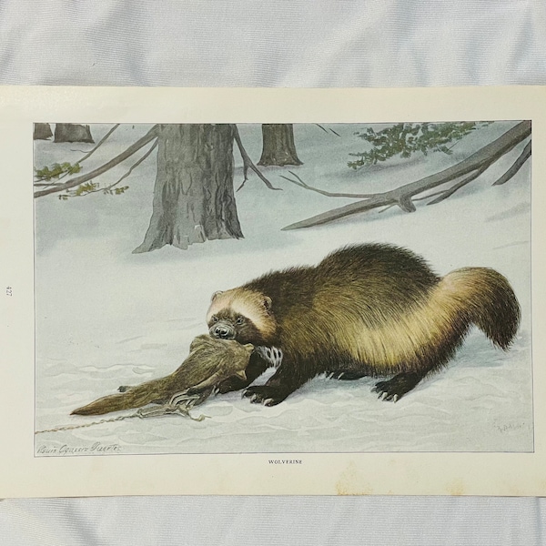 Wolverine Animal Art - Etsy
