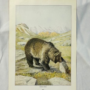 Grizzly Bear Louis Agassiz Fuertes Vintage Print 1918 Wildlife Art