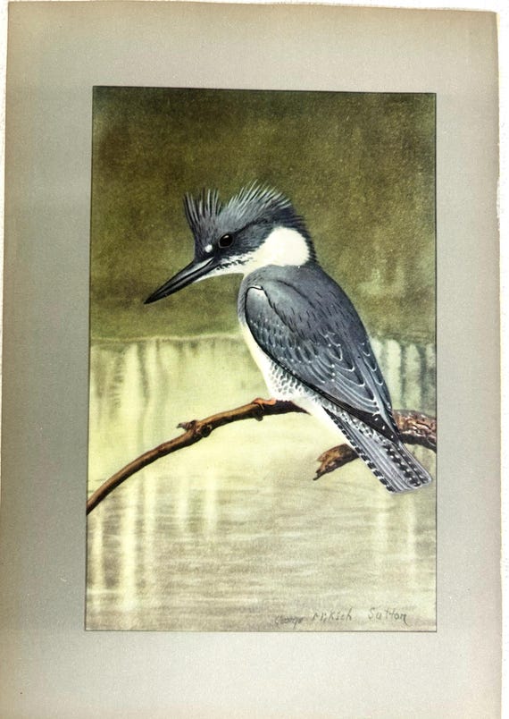 絵画J・HOOK KINGFISHER IN AN EXOTTC GARDEN George Miksch Sutton Bird Art Print Kingfisher 1934 Antique