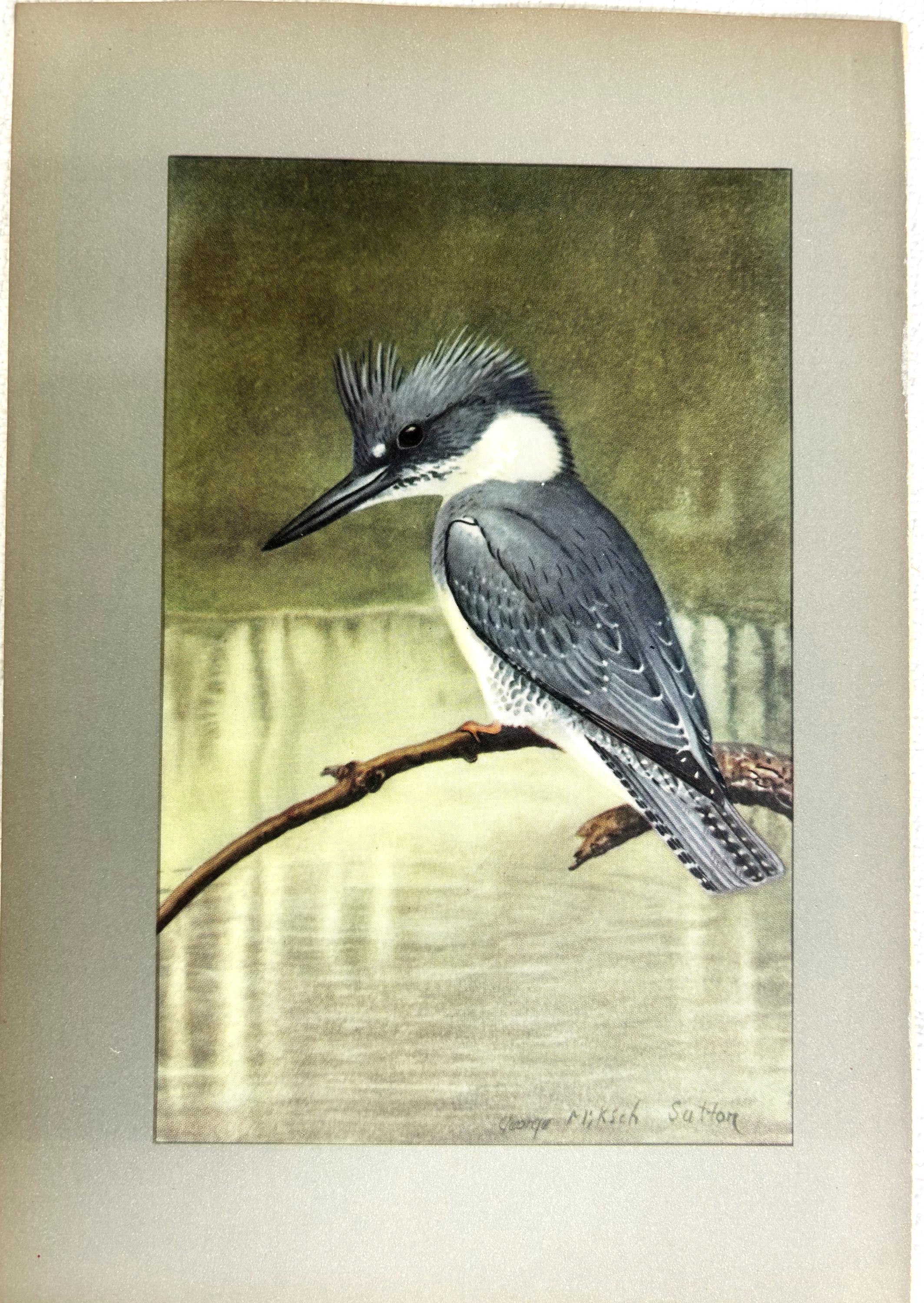 George Miksch Sutton Bird Art Print Kingfisher 1934 Antique