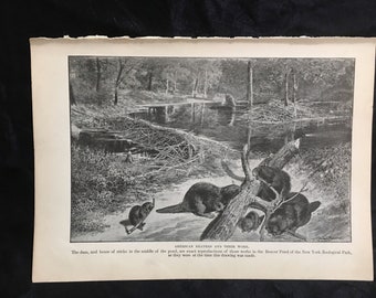 Beavers 1910 Black White Print Orders of Mammals Antique Art