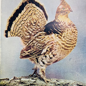RUFFED GROUSE Neltje Blanchan 1904 Art print color illustration Bird