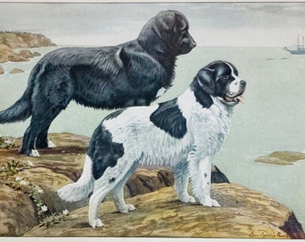 Antique Newfoundland Dog Print Louis Agassiz Fuertes 1919 Antique Illustration
