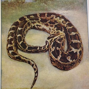 May include: A detailed illustration of a large snake coiled in a circular position. The snake features a pattern of dark brown and black blotches against a lighter tan and cream-colored background, with a tapered tail and a distinct head shape.