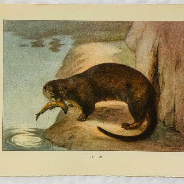 OTTER COLOR Art Plate Lithograph 1926 Vintage ANIMALS McGinn