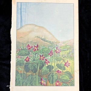 May include: A vintage botanical illustration of sweet violets, Viola odorata, with red-purple flowers and heart-shaped green leaves. The background features a landscape with a hill, trees, and a field of wildflowers. The image is on aged paper.