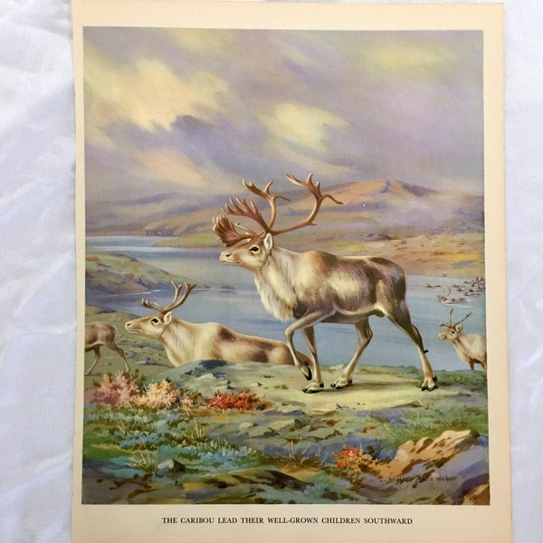 Walter Alois Weber Unframed Animal Art PrintThe Caribou Lead Their Well-Grown Children Southward 1934 Wildlife