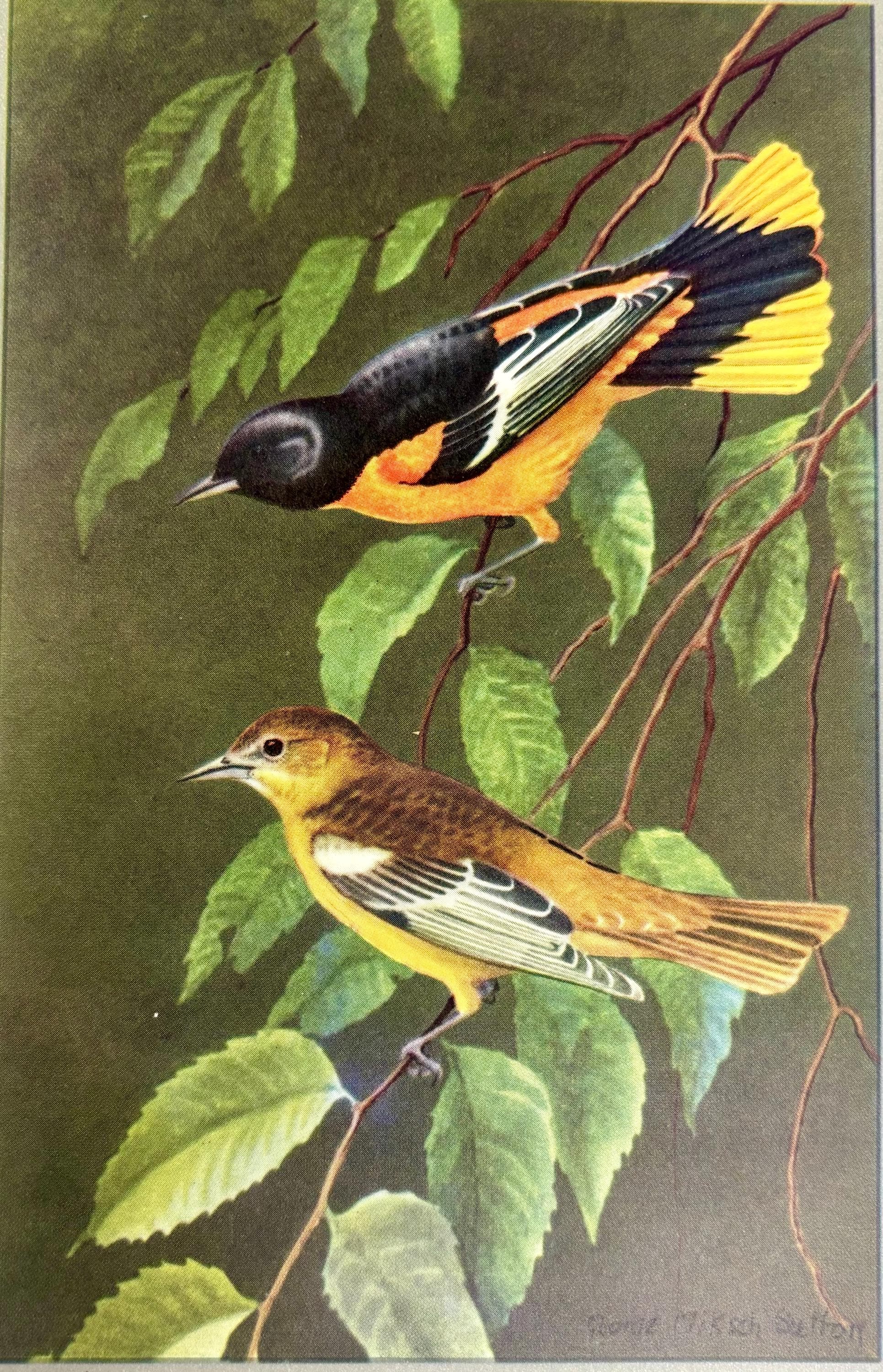 George Miksch Sutton Art Print Baltimore Oriole 1934 Antique