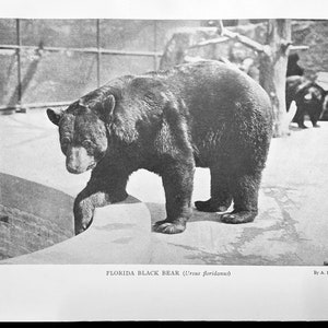 ORSO NERO DELLA FLORIDA Stampa a mezzitoni 1904 Gatto Arte della fauna selvatica A Radclyffe Dugmore