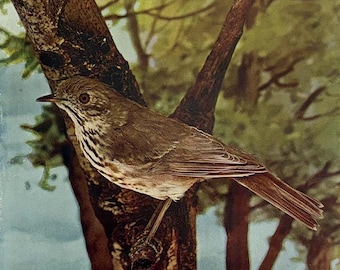 Hermit Thrush Neltje Blanchan 1897 Art print color illustration Bird