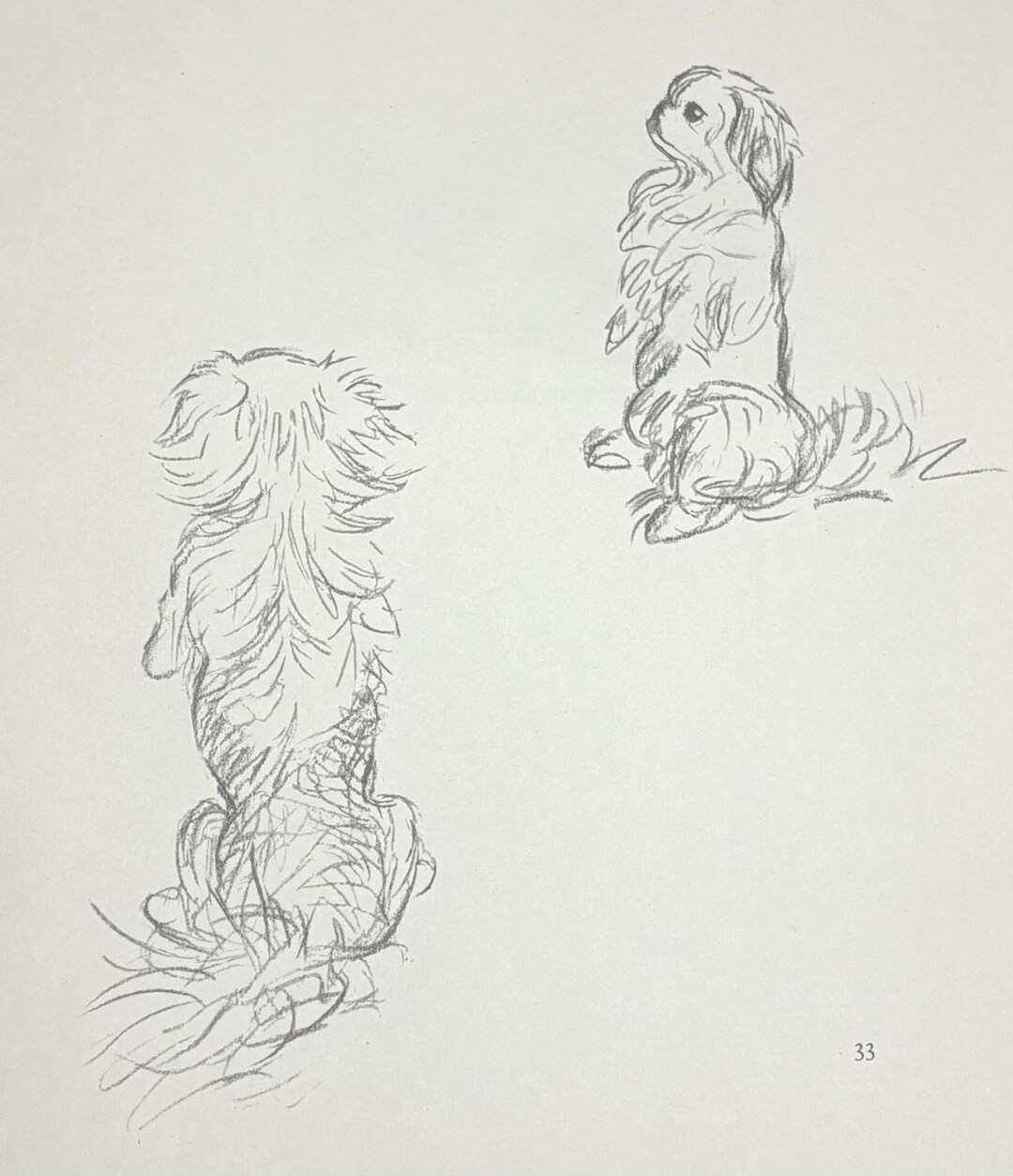 Pekingese Drawing by Lucy Dawson Art Print 1937 Begging for Handouts ...