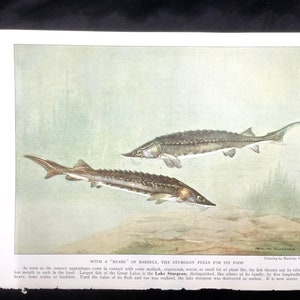 Fish Print Lake Sturgeon Hashime Murayama 1939 Antique Art