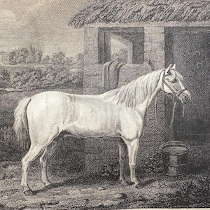 Op de afbeelding: Een zwart-wit ets van een wit paard dat naast een rustieke stal staat. Het paard draagt een halster en is vastgebonden. Een emmer staat in de buurt. De achtergrond toont een gebouw en bomen.