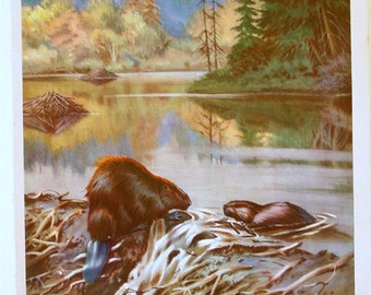Walter Alois Weber Unframed Animal Art Print BEAVER 1934 wildlife art