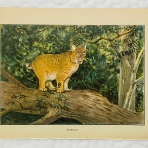 BOBCAT COLOR Art Plate Lithograph 1926 Vintage ANIMALS McGinn
