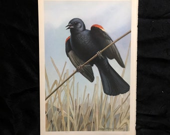 George Miksch Sutton Bird Art Print Red-Wing 1939 Antique Lithograph