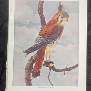 American Sparrow Hawk Neltje Blanchan 1904 Art print color illustration Bird