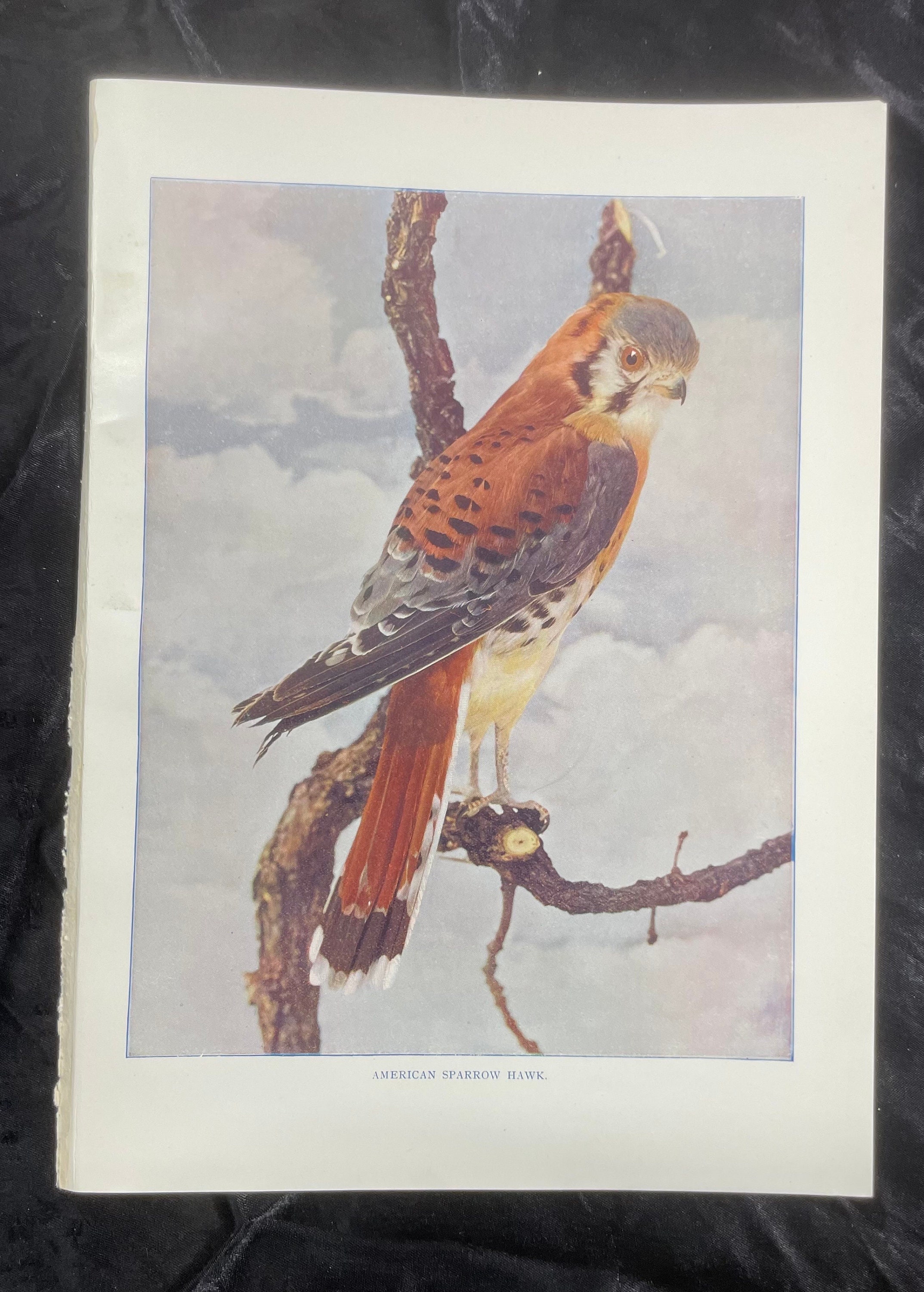 Sparviero americano Neltje Blanchan 1904 Stampa artistica