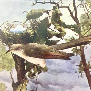 Yellow Billed Cuckoo Neltje Blanchan 1904 Art print color illustration Bird