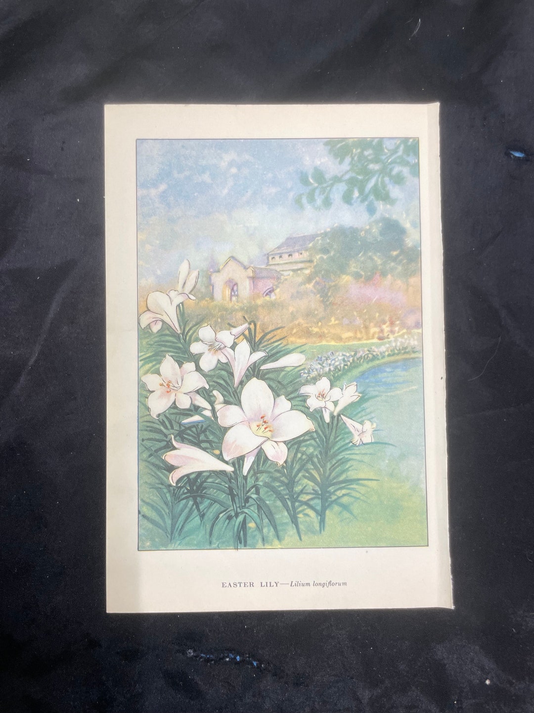 EASTER LILY by Myron Van Brunt 1926 Flower Wall Art Botanical Wall