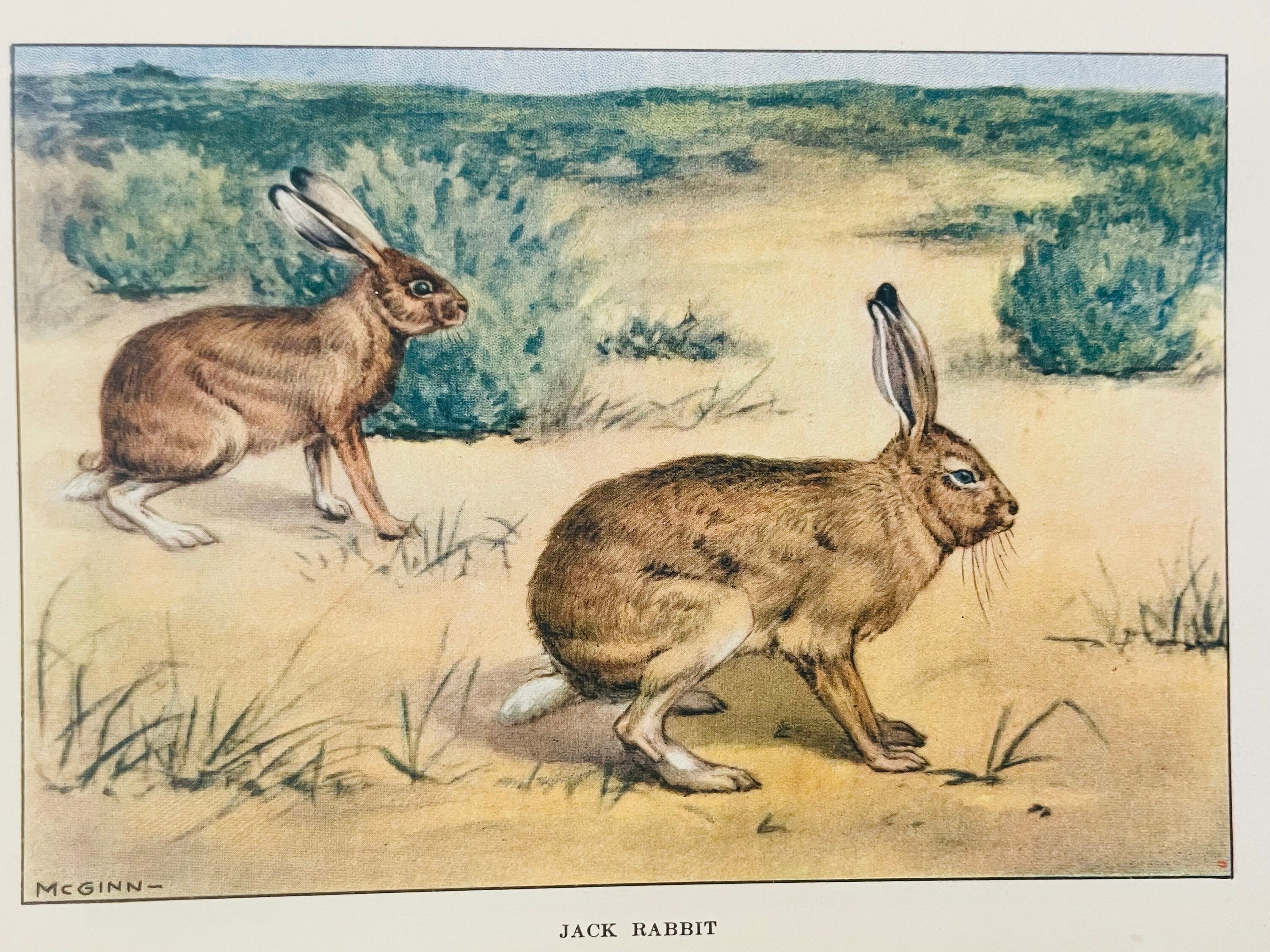 Chromascope Color Jack Rabbit Jack Rabbit COLOR Art Plate Lithograph 1926 Vintage ANIMALS Mcginn ...