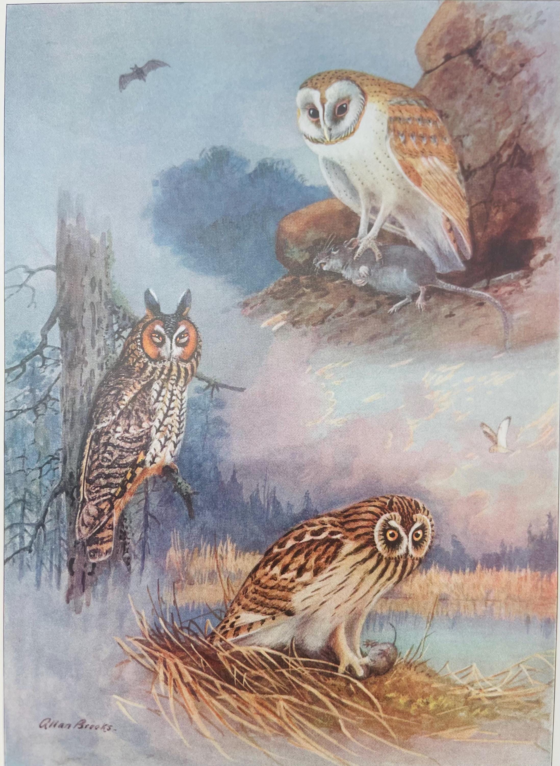 Barn Owl & Long and Short Eared Owl Allan Brooks 1937 Print Color
