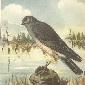 Marsh Hawk 1926 Vintage R.E. TODHUNTER birds Art Print Plate Lithograph