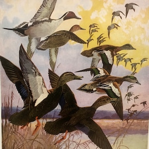 Lynn Bogue Hunt: Ducks in Flight Vintage Lithograph Art Print