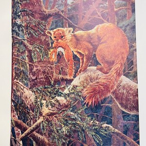 May include: A vintage illustration of an American sable, or pine marten, perched on a tree branch, carrying prey. The artwork, signed "AR Dugmore 1902," depicts the animal in shades of brown and orange against a backdrop of a forest. The print includes the text "American Sable, or Pine-Marten (Mustela americana)".