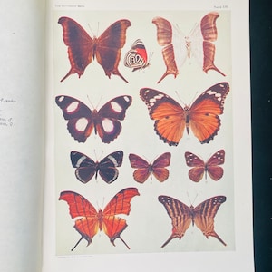 Butterfly Art Print Holland 1898 Timetes Callicore Eunisa hypolimnas 10 Butterflies Plate XXI