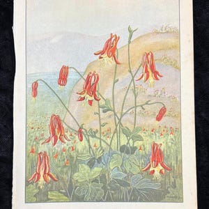 May include: A vintage botanical illustration of Wild Columbine flowers, Aquilegia canadensis, in a field. The flowers are red and yellow, with green foliage and a light blue and green background. The text "WILD COLUMBINE - Aquilegia canadensis" is at the bottom.