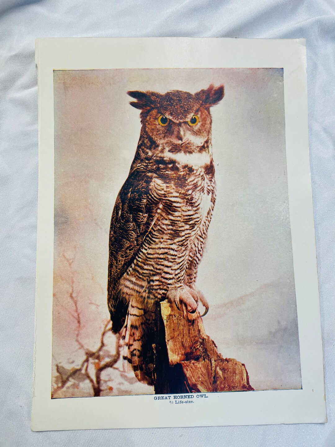 Great Horned Owl Art Print, Vintage Bird Illustration by Neltje ...