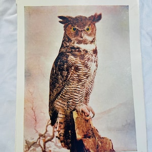 Great Horned Owl Neltje Blanchan 1904 Art print color illustration Bird