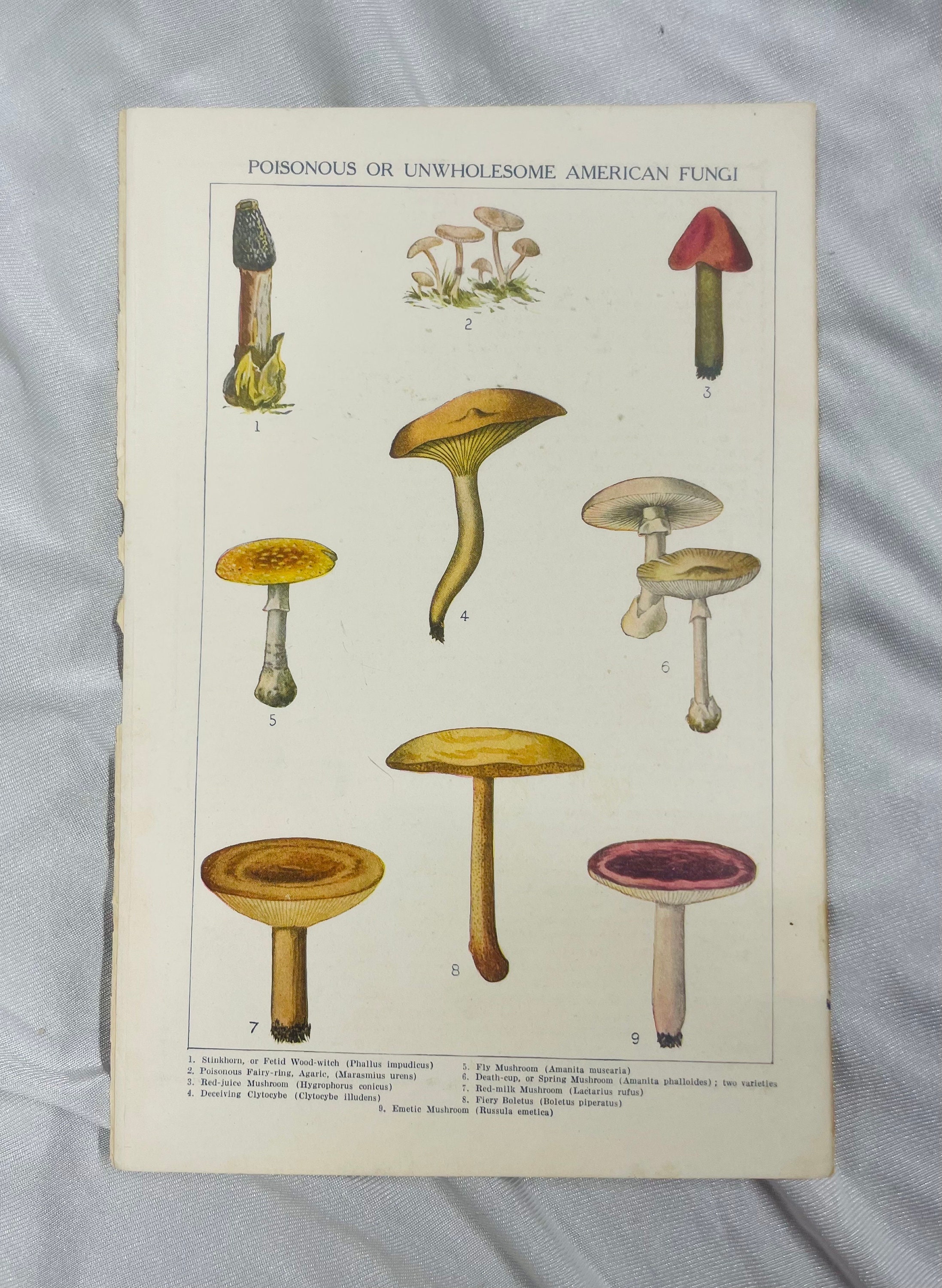 Poisonous or Unwholesome American Fungi Mushrooms 1918 Colour