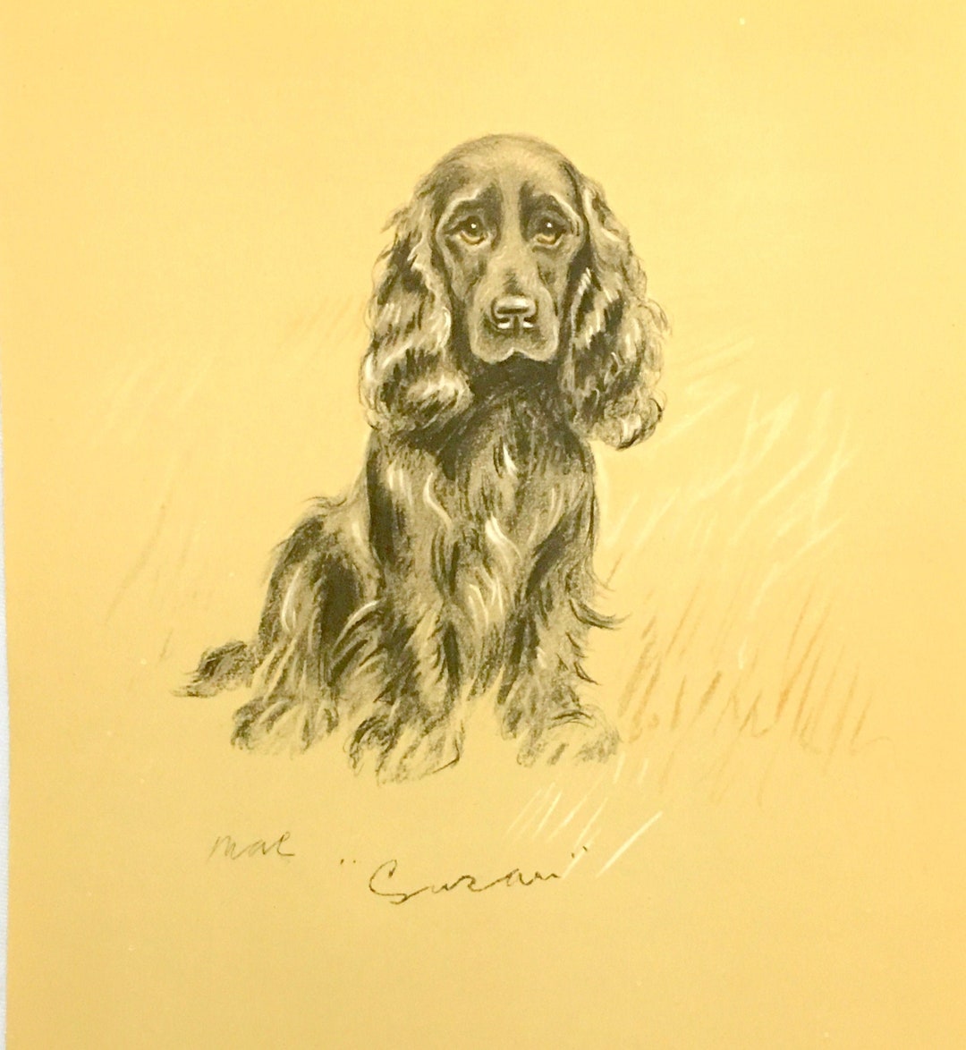 Spaniel Dog Drawing by Lucy Dawson Art Print 1940's "move Susan" Black ...