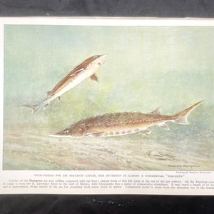 Fish Print Common Sturgeon Hashime Murayama 1939 Antique Art