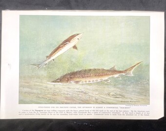 Green Sturgeon (chou-zame or Butterfly Shark) - Traditional